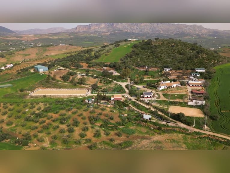 Azienda zootecnica in vendita