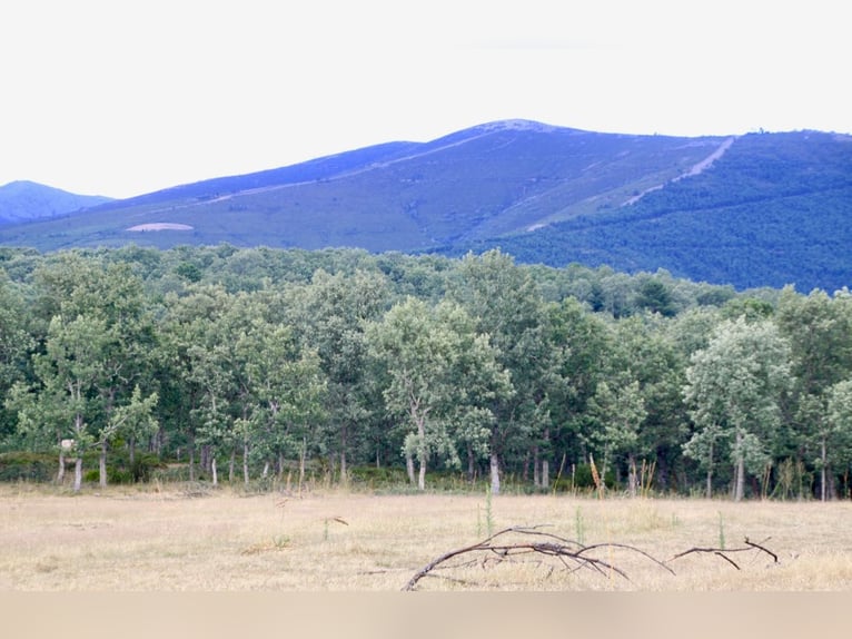 Bellissima finca con cortijo a Salamanca – 200 ettari