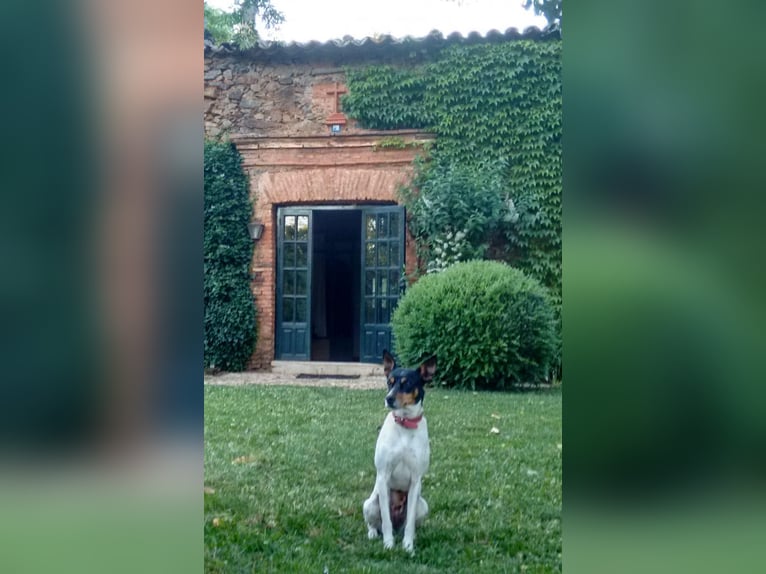 Bellissima proprietà nel sud della Spagna, vicino a Siviglia.