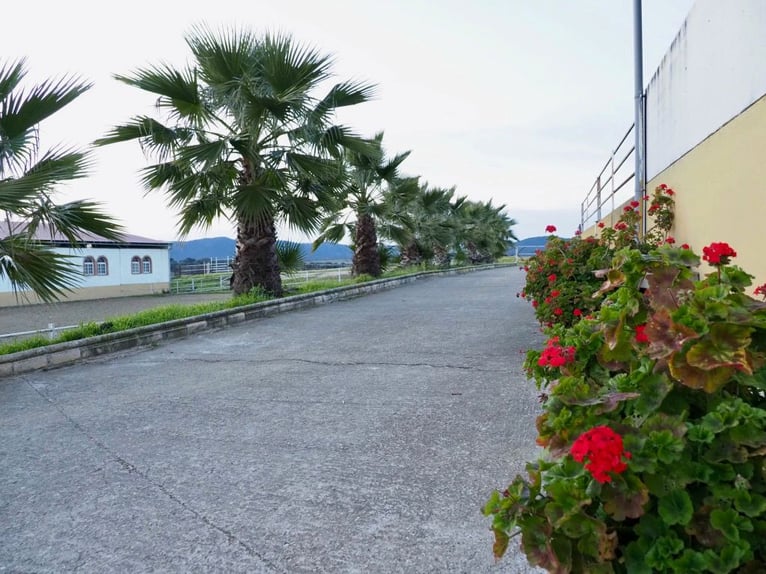 Bellissima tenuta per cavalli completamente attrezzata