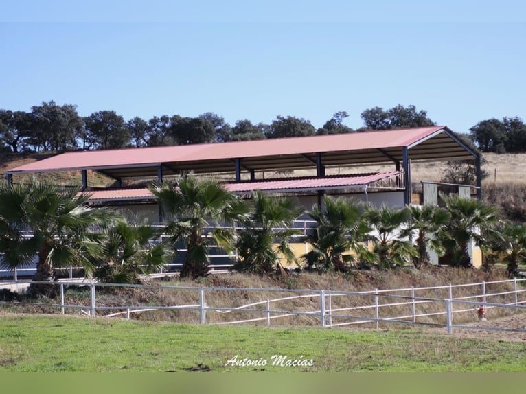 Bellissima tenuta per cavalli completamente attrezzata