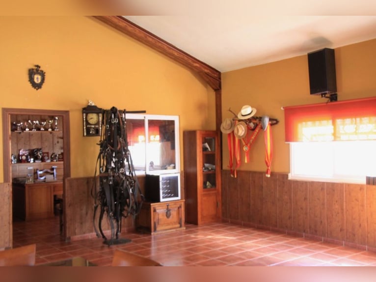 Bellissima tenuta per cavalli completamente attrezzata