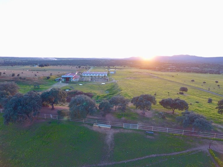 Bellissima tenuta per cavalli completamente attrezzata