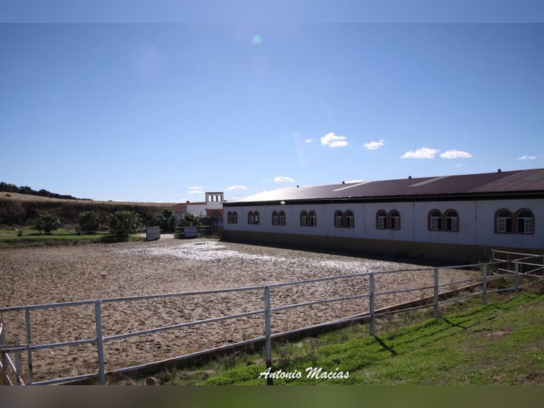 Bellissima tenuta per cavalli completamente attrezzata