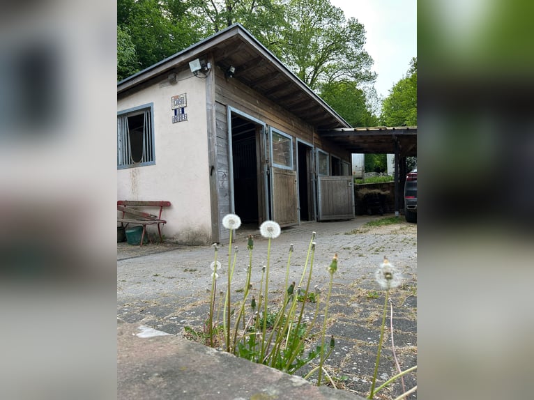 Casa con stalla, round pen e campo da salto in posizione tranquilla ai margini del paese