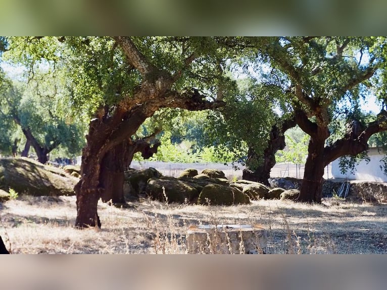 Casa di campagna completamente attrezzata con piscina
