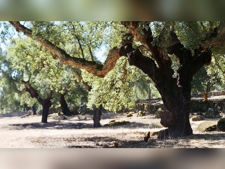 Casa di campagna completamente attrezzata con piscina