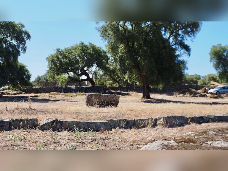 Casa di campagna completamente attrezzata con piscina