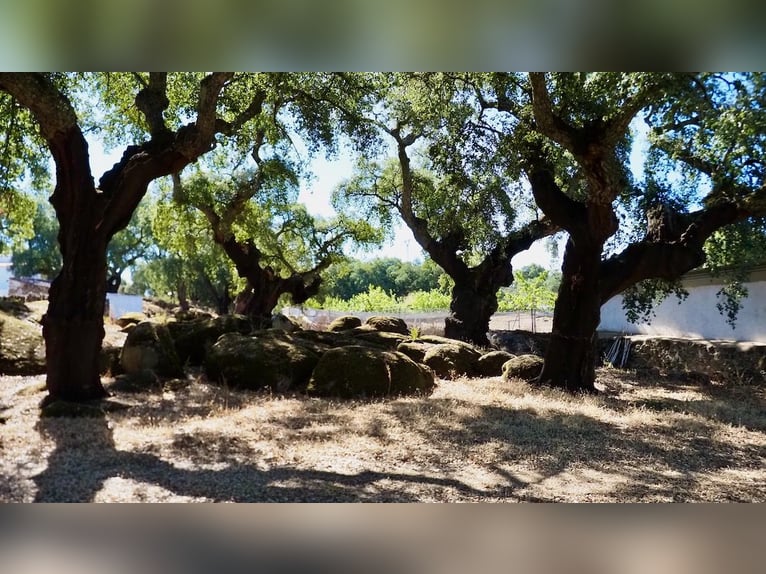 Casa di campagna completamente attrezzata con piscina