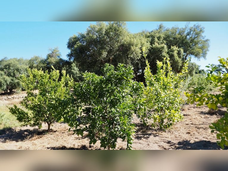 Casa di campagna completamente attrezzata con piscina