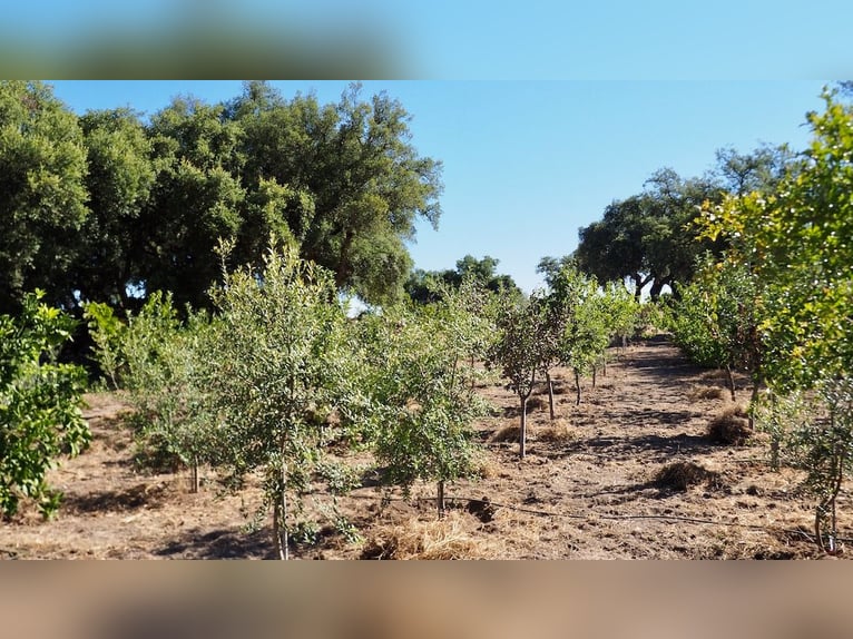 Casa di campagna completamente attrezzata con piscina