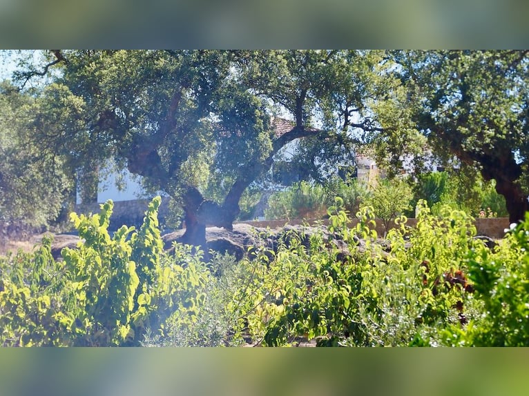 Casa di campagna completamente attrezzata con piscina