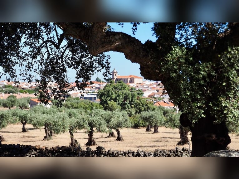 Casa di campagna completamente attrezzata con piscina