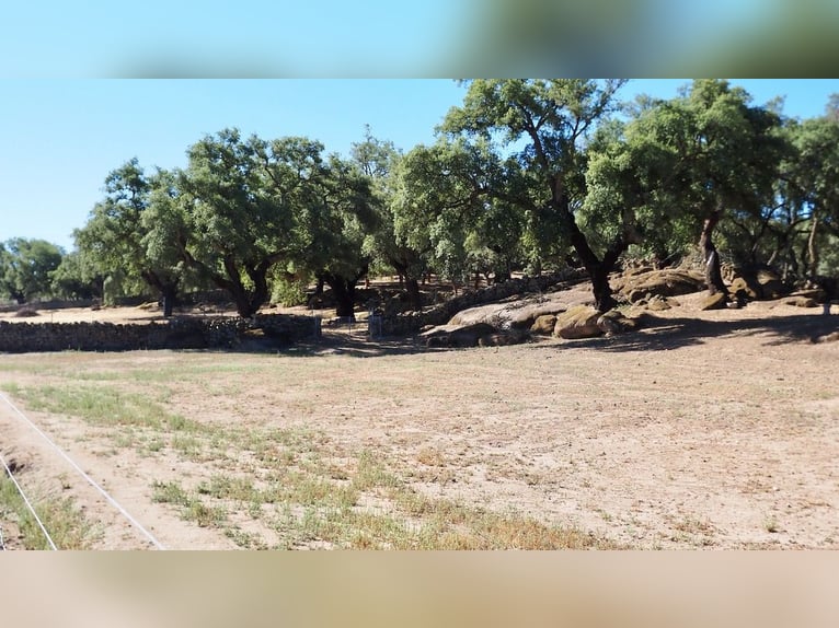 Casa di campagna completamente attrezzata con piscina