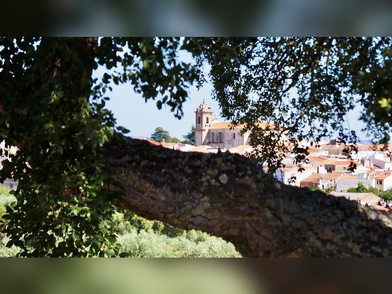 Casa di campagna completamente attrezzata con piscina