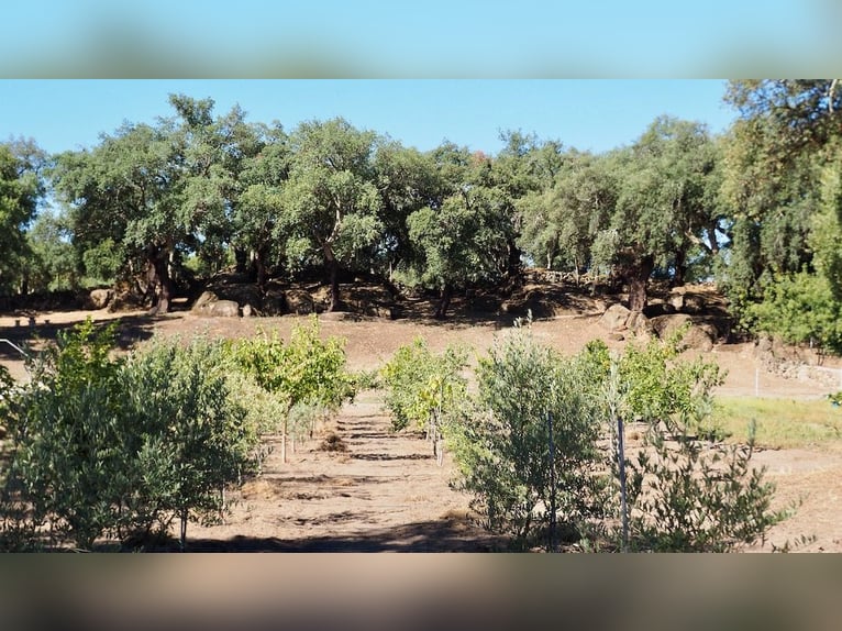 Casa di campagna completamente attrezzata con piscina