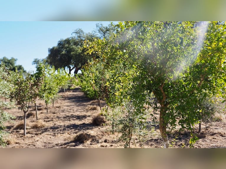 Casa di campagna completamente attrezzata con piscina