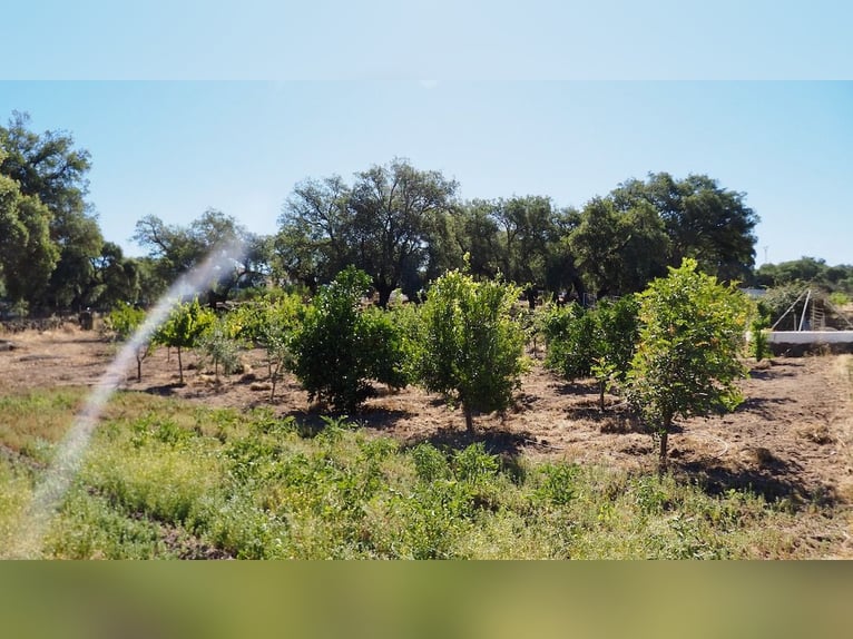 Casa di campagna completamente attrezzata con piscina