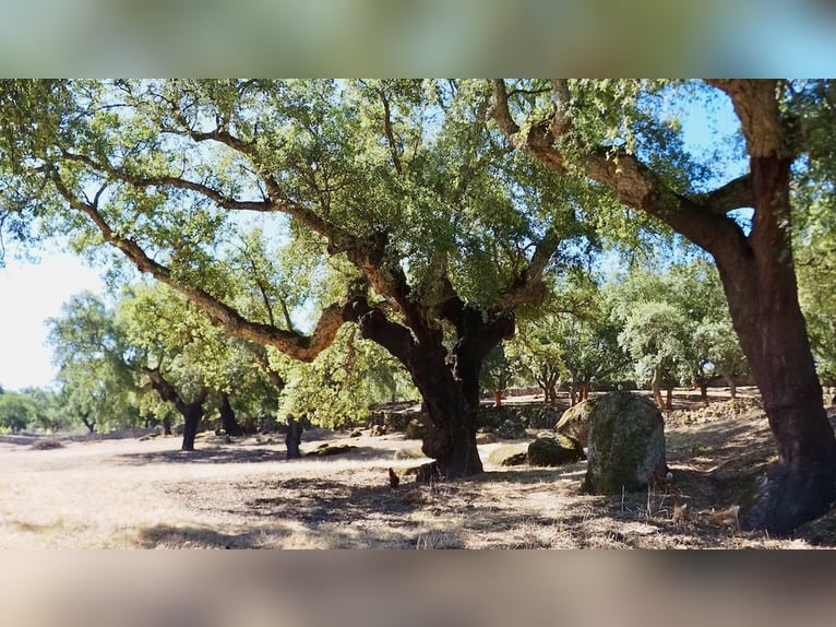 Casa di campagna completamente attrezzata con piscina