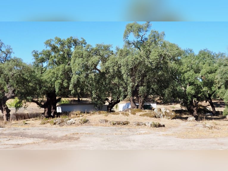 Casa di campagna completamente attrezzata con piscina