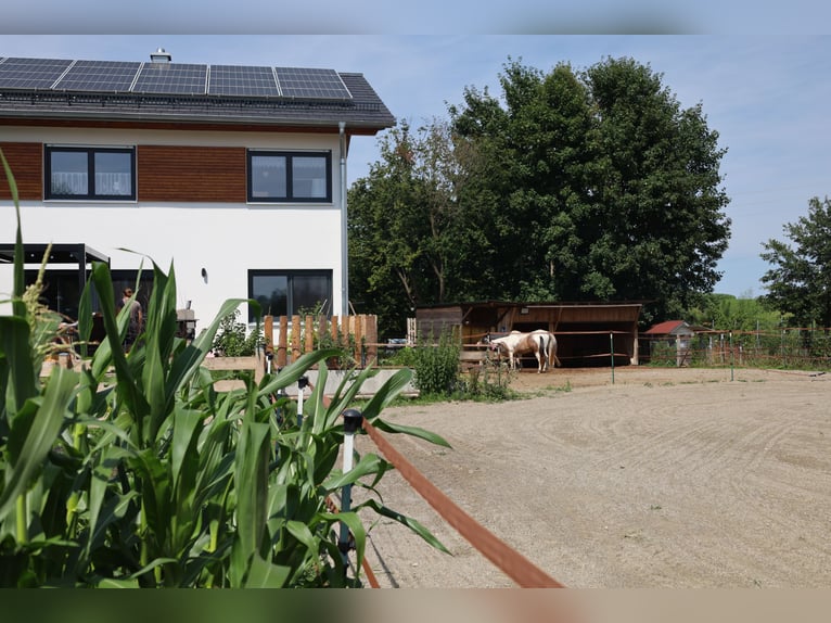 Casa unifamiliare di nuova costruzione con 2,5 unità abitative *accoglienza cavalli* 1.786 m² *senza