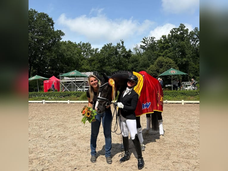 Cavaliere professionista di successo cerca maneggio in affitto nella zona di Rhein-Neckar o Rhein-Ma