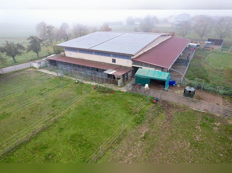 Centro equestre a Osterburken – ampie possibilità di utilizzo in una proprietà spaziosa