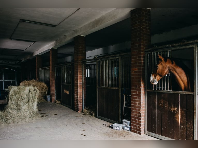 Centro equestre funzionante vicino a Lublino