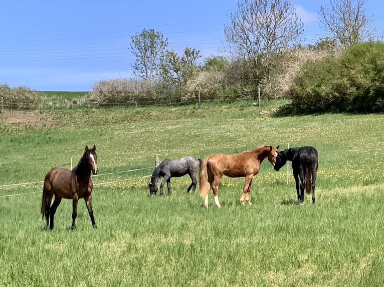 Centro equestre nel cuore della Germania