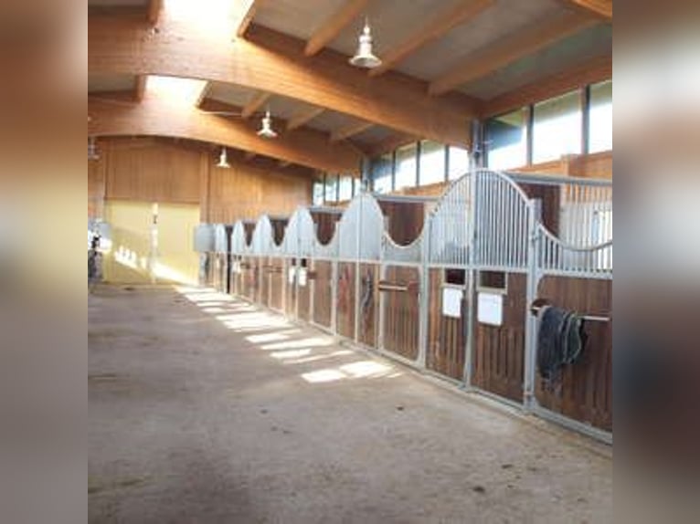 Centro equestre sul lago