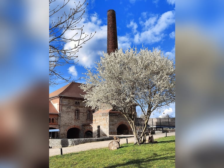 Centro equestre vicino a Dresda - Partecipazione