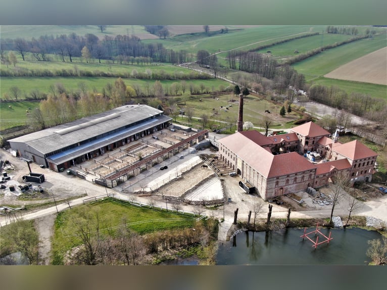 Centro equestre vicino a Dresda - Partecipazione