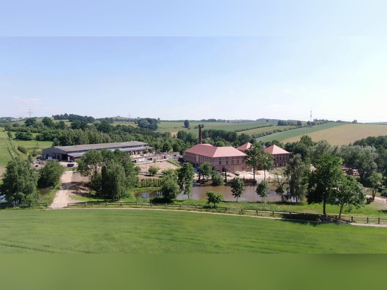 Centro equestre vicino a Dresda - Partecipazione