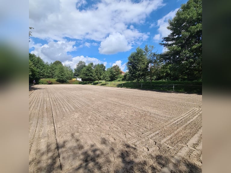 Centro equestre vicino a Dresda - Partecipazione