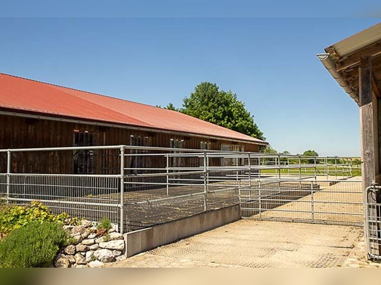 Centro equestre vicino a Landsberg am Lech – vivere e lavorare con i cavalli