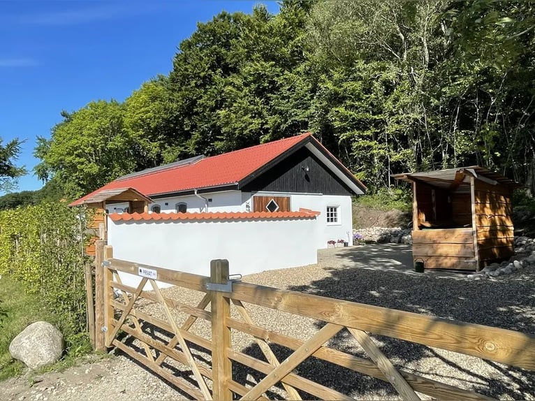Danimarca - Vita di lusso in campagna con i propri cavalli