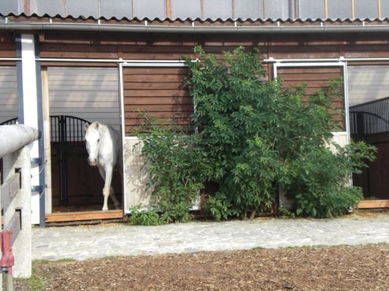 Elegante appartamento di design con struttura equestre MEA inclusa – maneggio coperto, arena per sal