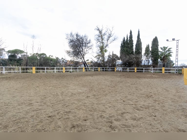 Equitazione e chalet in vendita vicino a Valencia