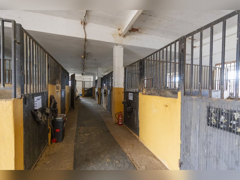 Equitazione e chalet in vendita vicino a Valencia