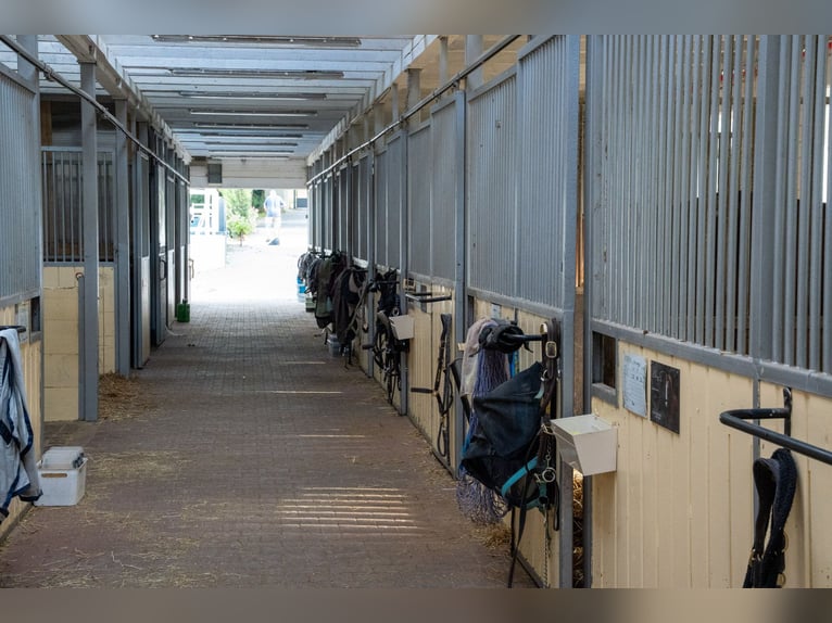 Esclusivo centro equestre con abitazione recentemente ristrutturata, maneggio coperto e ampi pascoli