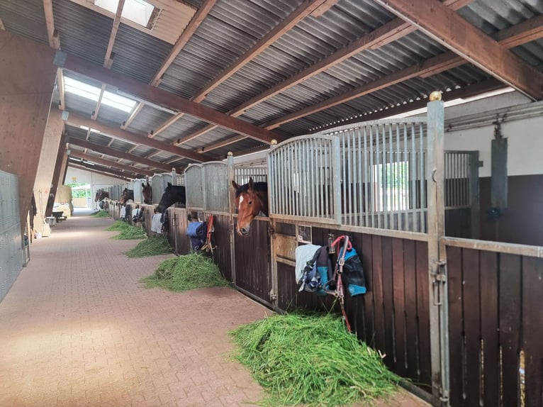 Esclusivo centro equestre con ampio residenza e molteplici possibilità di utilizzo a Bielefeld