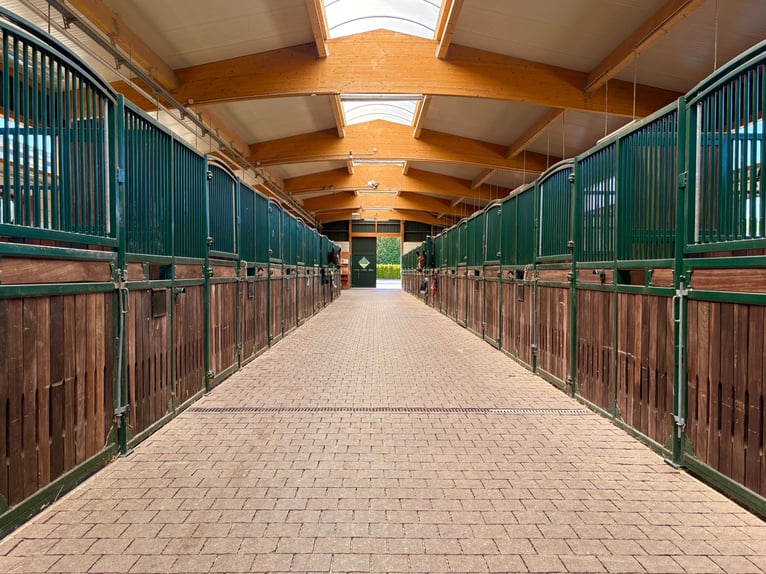 Esclusivo centro equestre nel Parco Nazionale dell'Eifel – attrezzature di alta qualità e percorsi b