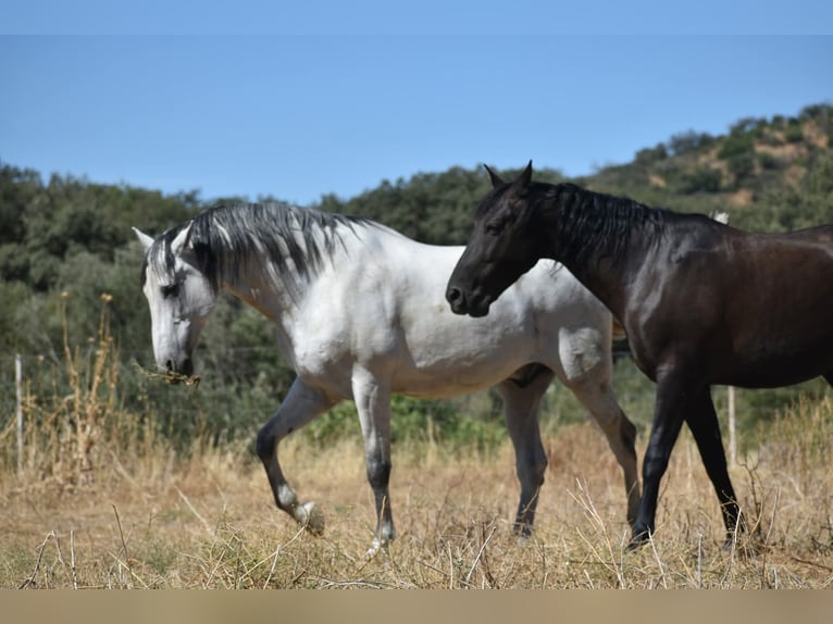 establo en (semi) libertad, garantizamos caballos felices