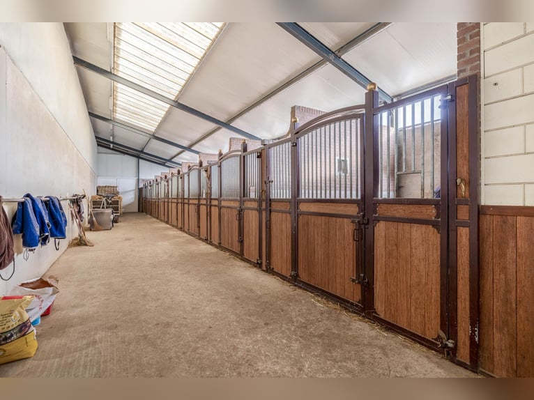 Estate with Professional Equestrian Facilities and Spacious Living Options