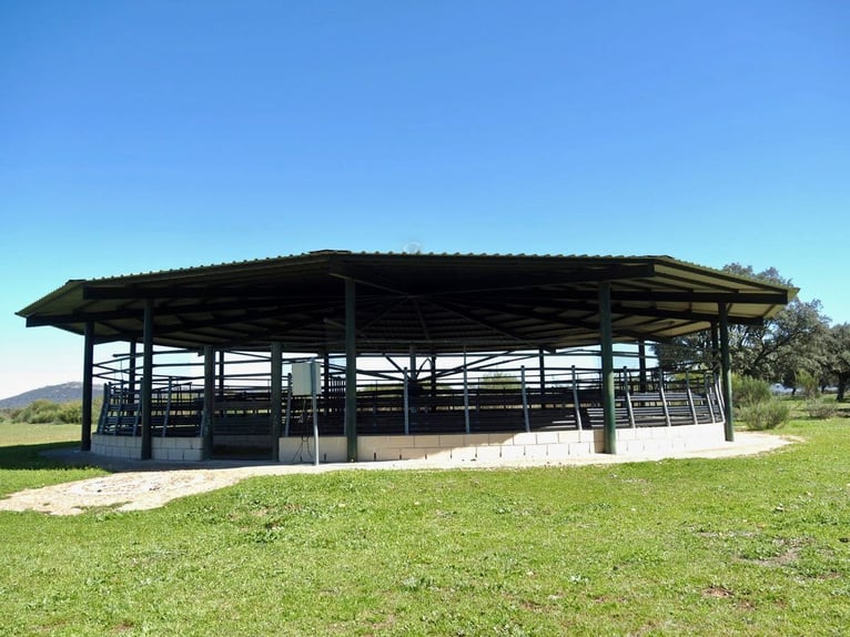 Fattoria completamente attrezzata per cavalli – 24 ettari – Cáceres