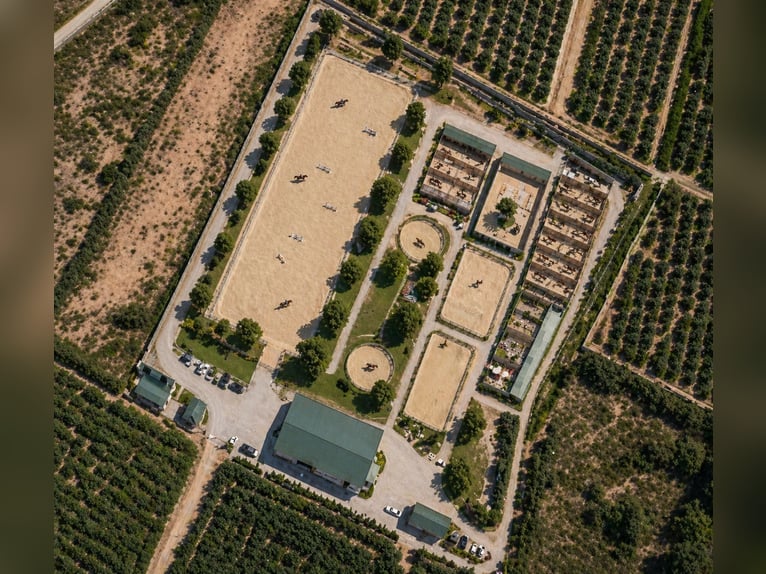 Fattoria equestre a Castellón