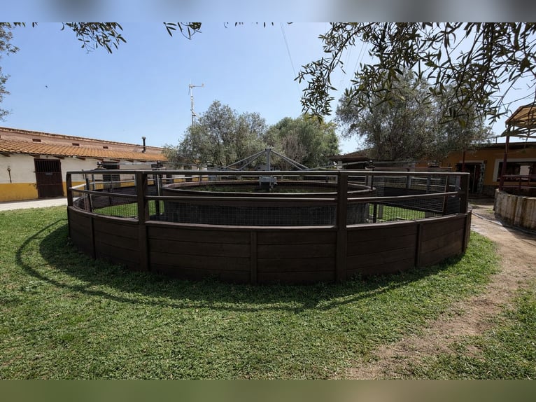 Fattoria equestre a La Marina, Alicante, prossima a (MET)