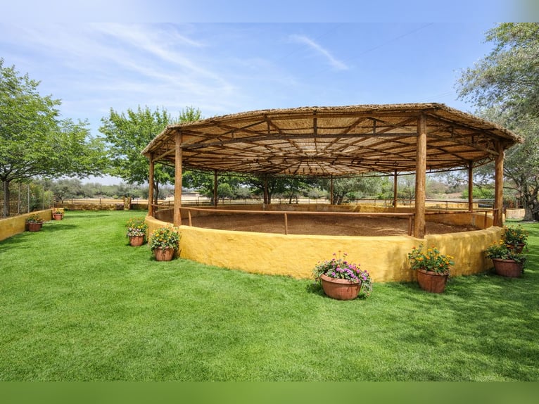 Fattoria equestre a La Marina, Alicante, prossima a (MET)