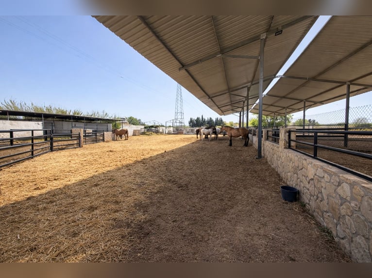 Fattoria equestre a La Marina, Alicante, prossima a (MET)