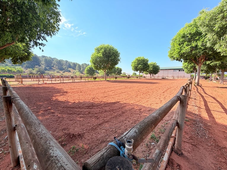 Fattoria equestre a Valencia